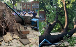 Đồng Nai: Cây xà cừ cao 20 m ở trường tiểu học bật gốc trong mưa