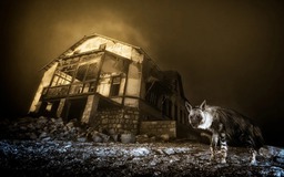 Ngắm những bức ảnh vừa mê hoặc vừa ma quái về động vật hoang dã