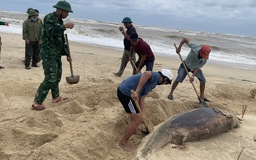 Xác cá heo trôi dạt vào bờ biển Nhật Lệ