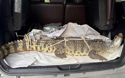 Cá sấu bò trong khu dân cư tại Quy Nhơn