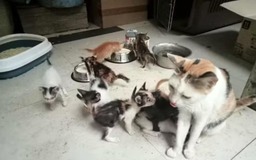 Lãnh án vì ném mèo vào chuồng chó