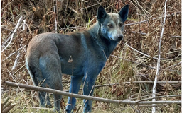 Chó lông xanh xuất hiện gần khu thảm họa hạt nhân Chernobyl