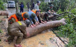 Vì sao mưa bão năm nay có nhiều bất thường?