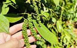 Giá tiêu tăng mạnh, xuất khẩu lập kỷ lục mới