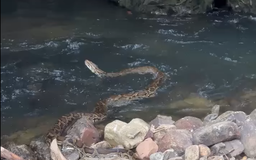 Trăn gấm vào vườn nhà người dân ở Huế, tấn công gà, vịt