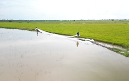 Tây Ninh: Hơn 4.000 ha lúa có nguy cơ bị ngập lũ