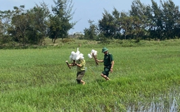 Hàng ngàn que tre dính keo bẫy chim trời giữa đồng Hoàn Lão
