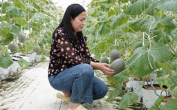 Người phụ nữ miền Tây trồng dưa lưới kết hợp làm du lịch