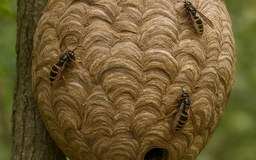 Cứu sống trẻ bị ong đốt 35 mũi nguy kịch