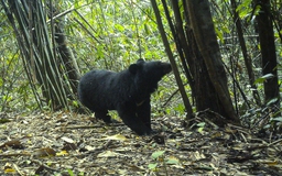 Vườn quốc gia Chư Mom Ray: Gấu ngựa, gà tiền mặt đỏ quý hiếm 'sập' bẫy ảnh