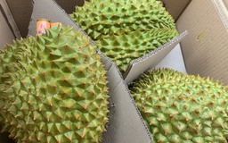 Sầu riêng hết 'tắc' xét nghiệm, mỗi ngày xuất khẩu 400 xe sang Trung Quốc