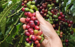 Nông sản xuất siêu kỷ lục 18 tỉ USD, cà phê tăng mạnh nhất