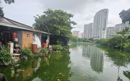 TP.HCM: Hộ dân nuôi heo giữa khu dân cư phường Tam Thắng xả thải ra môi trường