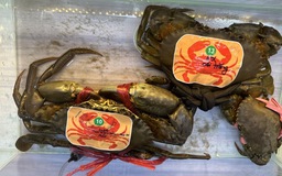 Nới thời gian tìm 'vua cua' để xác lập kỷ lục Việt Nam