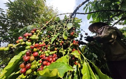 Mùa vàng nông sản Việt