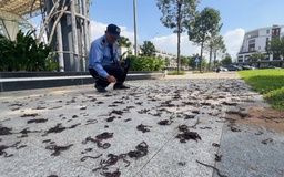 Giun đất bò kín vỉa hè rồi chết khô ở Quảng Ngãi: Chuyên gia lý giải nguyên nhân