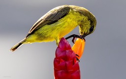 Ngắm chim hút mật 'no nê' bên bông hoa đỏ rực: Góc bình yên ở TP.HCM