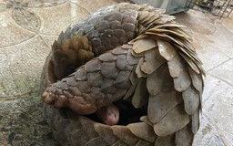 Người dân Hà Tĩnh bắt được tê tê, trăn đất quý hiếm