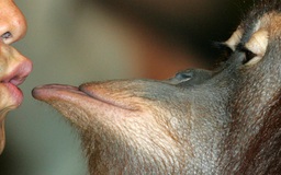 Nụ hôn đầu tiên từ 20 triệu năm trước, không phải ở người