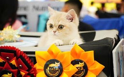 Độc lạ 'mèo xấu nhất thế giới' trị giá 400 triệu đồng dự thi hoa hậu mèo
