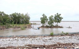 Cà Mau: Chuyển đổi hơn 21 ha rừng để xây tuyến đê biển Tây