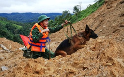 Cận cảnh chó nghiệp vụ lên núi tìm 2 người mất tích ở Đà Nẵng