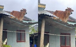 Clip bò đứng trên mái nhà sau mưa lũ ở Đắk Lắk: Chủ đã đến đón về