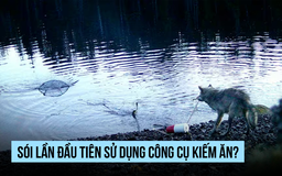 Phát hiện sói biết dùng công cụ kiếm ăn?