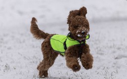 Bất ngờ phát hiện cả chó chihuahua cũng có gien sói