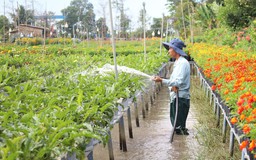 Về Đồng Tháp, nhớ làng hoa Sa Đéc và làng cổ Đông Hòa Hiệp