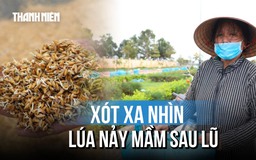 Lúa nảy mầm sau lũ lịch sử: Cha bán rẻ, lấy tiền mua sữa cho con