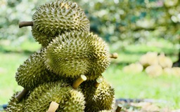 Rau quả lập kỷ lục mới