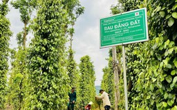 Traphaco tối ưu tính năng truy xuất nguồn gốc sản phẩm Đông dược