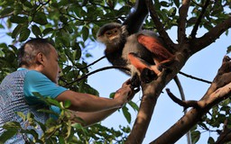 Voọc chà vá chân nâu quý hiếm: Khoảnh khắc giải cứu trên bán đảo Sơn Trà