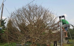 Người trồng hoa đối diện 'nỗi lo kép'