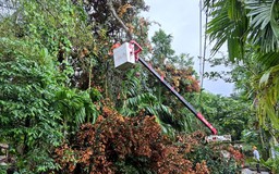 PC Đà Nẵng triển khai đồng bộ các biện pháp ứng phó bão số 13