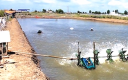 Cà Mau: Hai cha con tử vong dưới vuông tôm, nghi bị điện giật