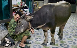 Chuyện về Mập - chú trâu mồ côi lớn nhanh như thổi nhưng vẫn thích làm nũng