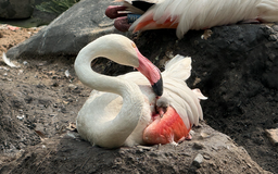 Ngắm chim hồng hạc mới nở đùa vui giữa bầy đàn ở Thảo Cầm Viên