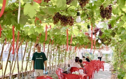 Quán cà phê hot nhất TP.HCM: Ngồi giữa vườn nho sai quả, tha hồ check-in sống ảo