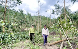 Gia Lai: 57.000 ha rừng bị hư hại do bão Kalmaegi