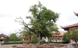 Hào khí nhà Tây Sơn vọng về từ ký ức: Cây me, giếng nước kể chuyện xưa