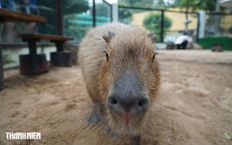 Vì sao capybara ở Thảo Cầm Viên Sài Gòn lúc nào cũng lim dim như buồn ngủ?