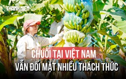 Vì sao xuất khẩu chuối tại Việt Nam vẫn đang là một thách thức lớn? 