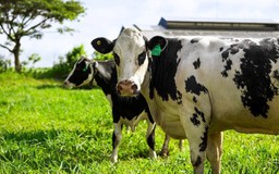 Sữa tươi A2 - Dưỡng chất quý cho trẻ hay hiệu ứng truyền thông?