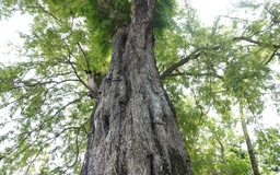 Cặp me cổ thụ hàng trăm năm tuổi - báu vật của ngôi chùa Khmer miền Tây