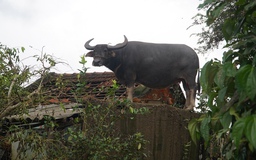 Chuyện con trâu mắc kẹt trên mái nhà: Chủ hứa không cho cày bừa, nuôi đến cuối đời