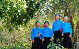 Bình Liêu mùa hoa sở gọi bước du khách