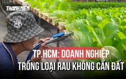 TP.HCM: đất trồng hạn hẹp, rau thủy canh 'lên ngôi'