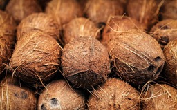 Tại sao ở Mỹ, khách được mang dừa nguyên trái có cả nước lên máy bay?